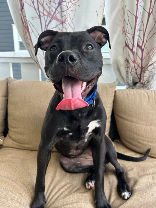 Photo of Phoenix, adoptable Terrier in Mooresville, North Carolina