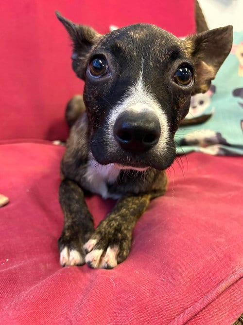 Photo of Jolene, adoptable Boston Terrier in Steeleville, Illinois