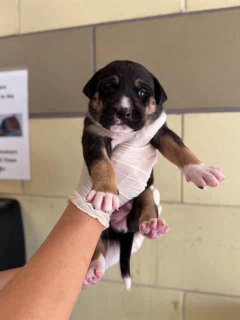 Photo of Brownie, adoptable Pit Bull Terrier in Riverside, California