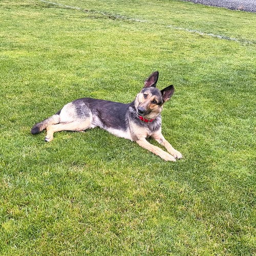 Photo of Klara, adoptable German Shepherd Dog in Millburn, New Jersey