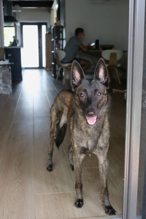 Photo of Minnow - Located in Florida, adoptable Dutch Shepherd in Imlay City, Michigan