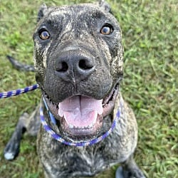 Photo of Meatball, adoptable American Pit Bull Terrier in East Hartford, Connecticut