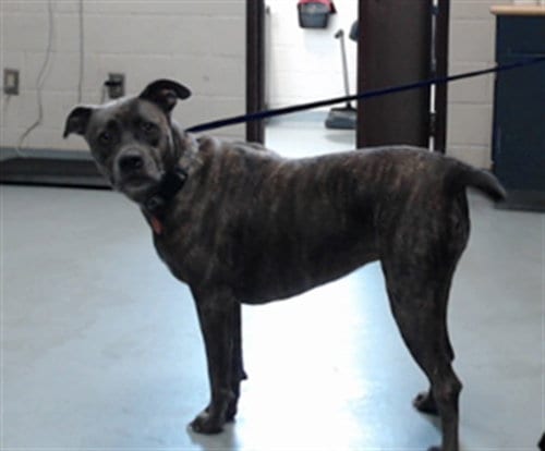 Photo of Davina, adoptable Pit Bull Terrier in Fayetteville, North Carolina