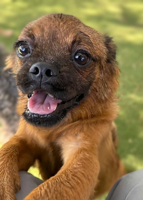 Photo of Ziggurat, adoptable Pug in San Diego, California