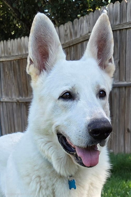 Photo of Henley, adoptable White German Shepherd in Hoffman Estates, Illinois