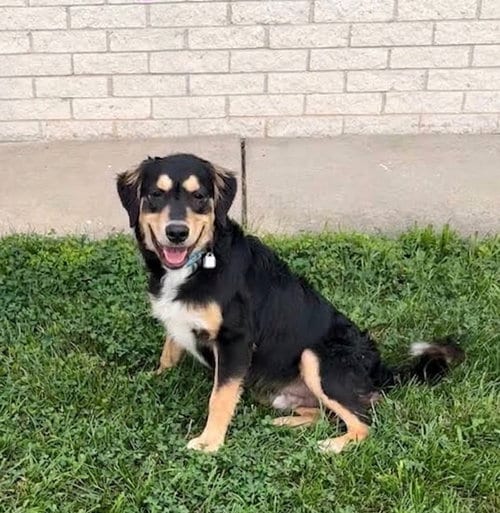 Photo of Poncho, adoptable Shepherd in Genesee, Wisconsin