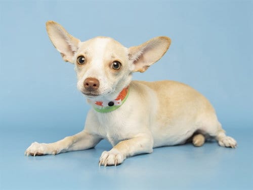 Photo of Shrimp, adoptable Chihuahua in Phoenix, Arizona