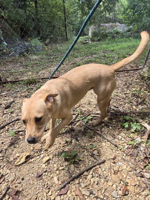 Photo of China, adoptable Labrador Retriever in Jackson, Mississippi