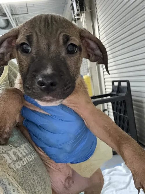 Photo of Woody, adoptable Pit Bull Terrier in Las Vegas, Nevada