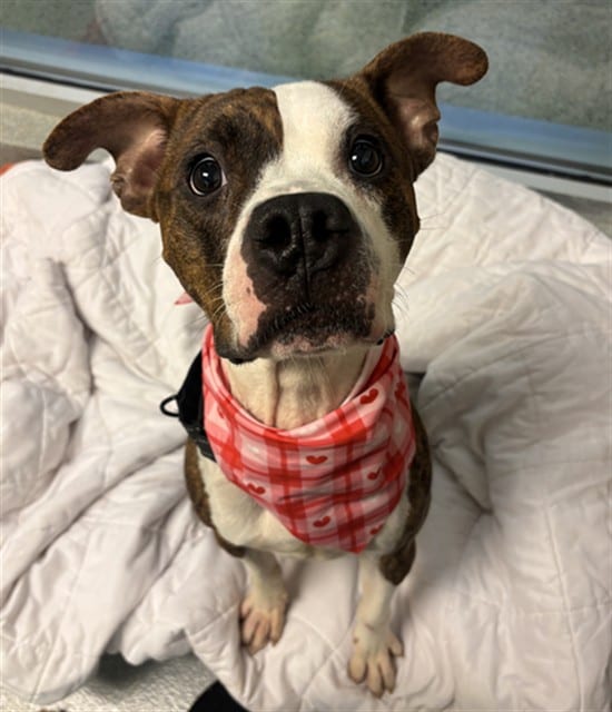 Photo of Big Guy, adoptable Terrier mix in Miami, Florida