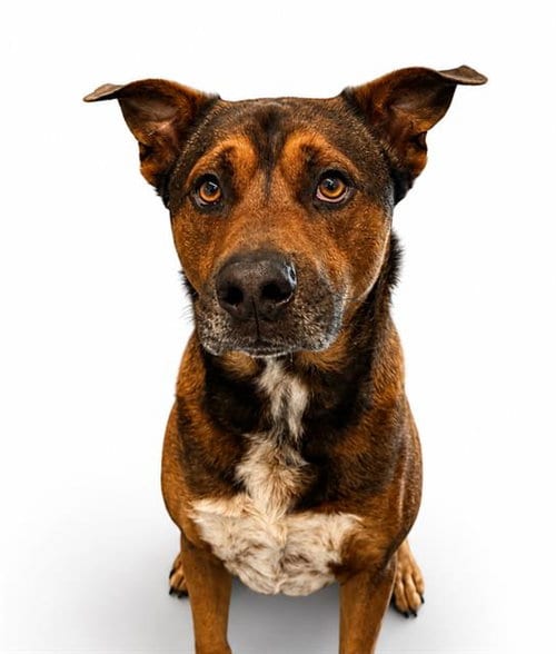 Photo of Redding, adoptable Black Mouth Cur in Pearland, Texas