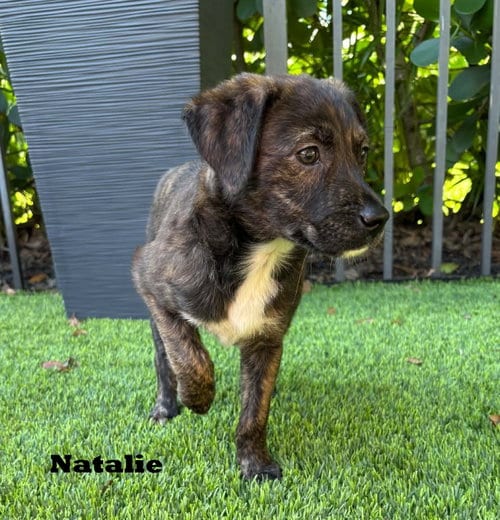 Photo of Natalie, adoptable Labrador Retriever in Royal Palm Beach, Florida