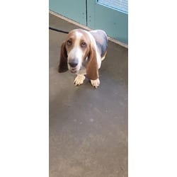 Photo of Diva, adoptable Basset Hound in Chatsworth, California