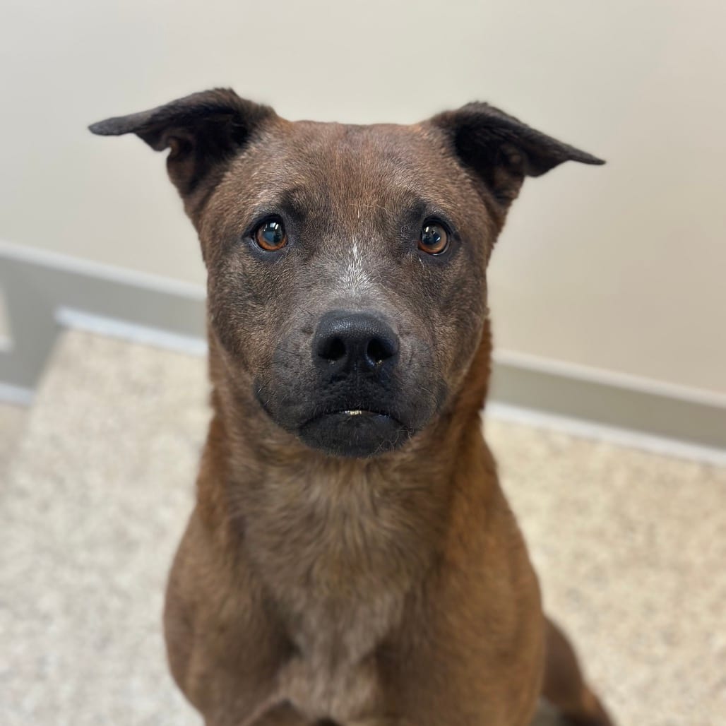 Photo of Wren, adoptable Retriever / Mixed Breed (Medium) in Kanab, Utah
