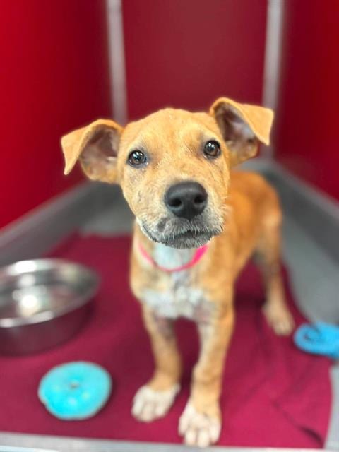 Photo of Wendy, adoptable German Shepherd Dog in Visalia, California