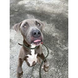 Photo of Blake, adoptable American Bulldog in Doral, Florida