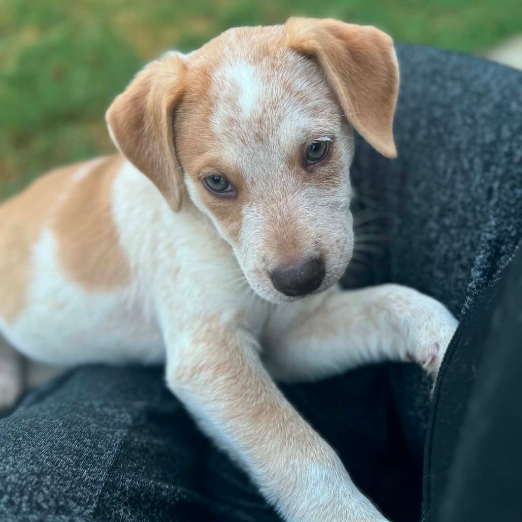 Photo of Skye *Available Today* Costa Mesa Location, adoptable Shepherd / Cattle Dog