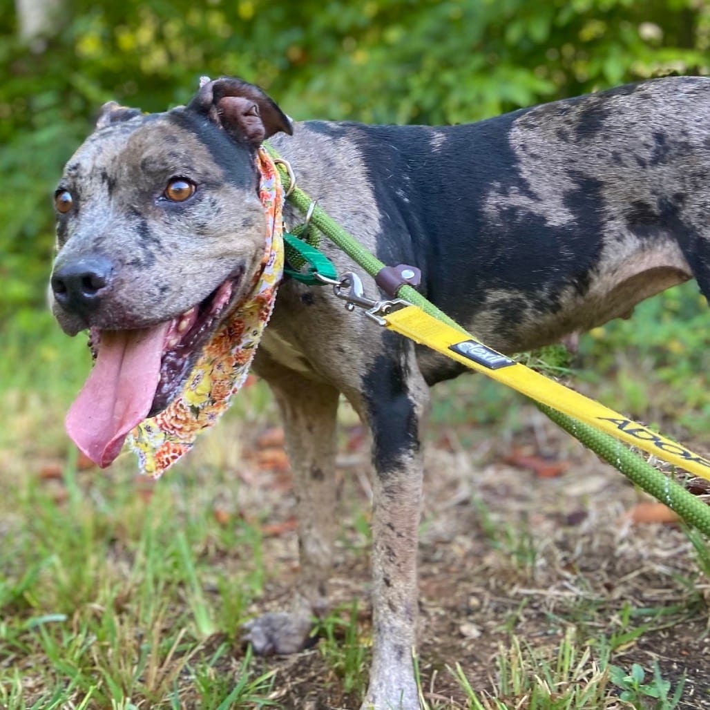 Photo of Mocha, adoptable Catahoula Leopard Dog in Greensboro, North Carolina