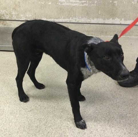 Photo of Taz, adoptable Queensland Heeler in Riverside, California