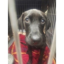 Photo of Atticus, adoptable Labrador Retriever in Baton Rouge, Louisiana