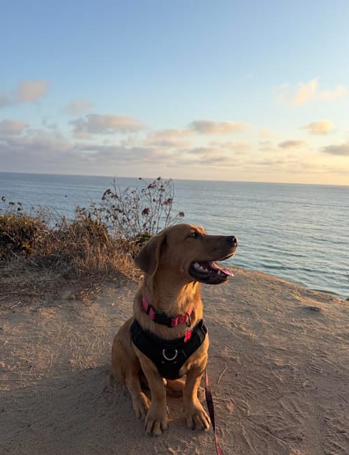 Photo of Johnny, adoptable Retriever in San Diego, California