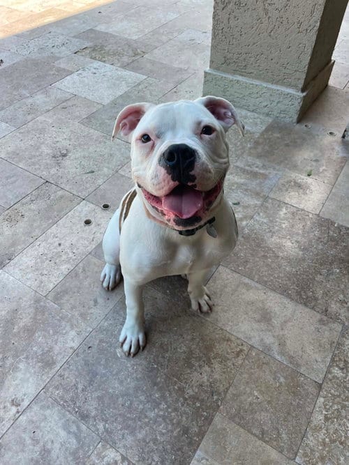Photo of Axel, adoptable American Bulldog in Monticello, New Jersey