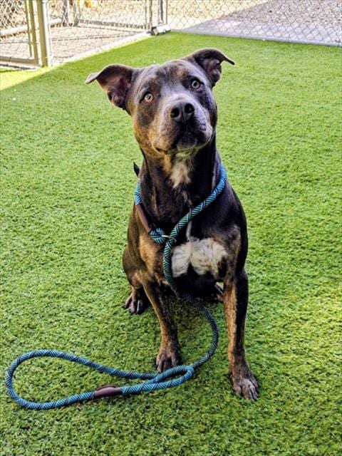 Photo of Brian, adoptable Pit Bull Terrier in San José, California