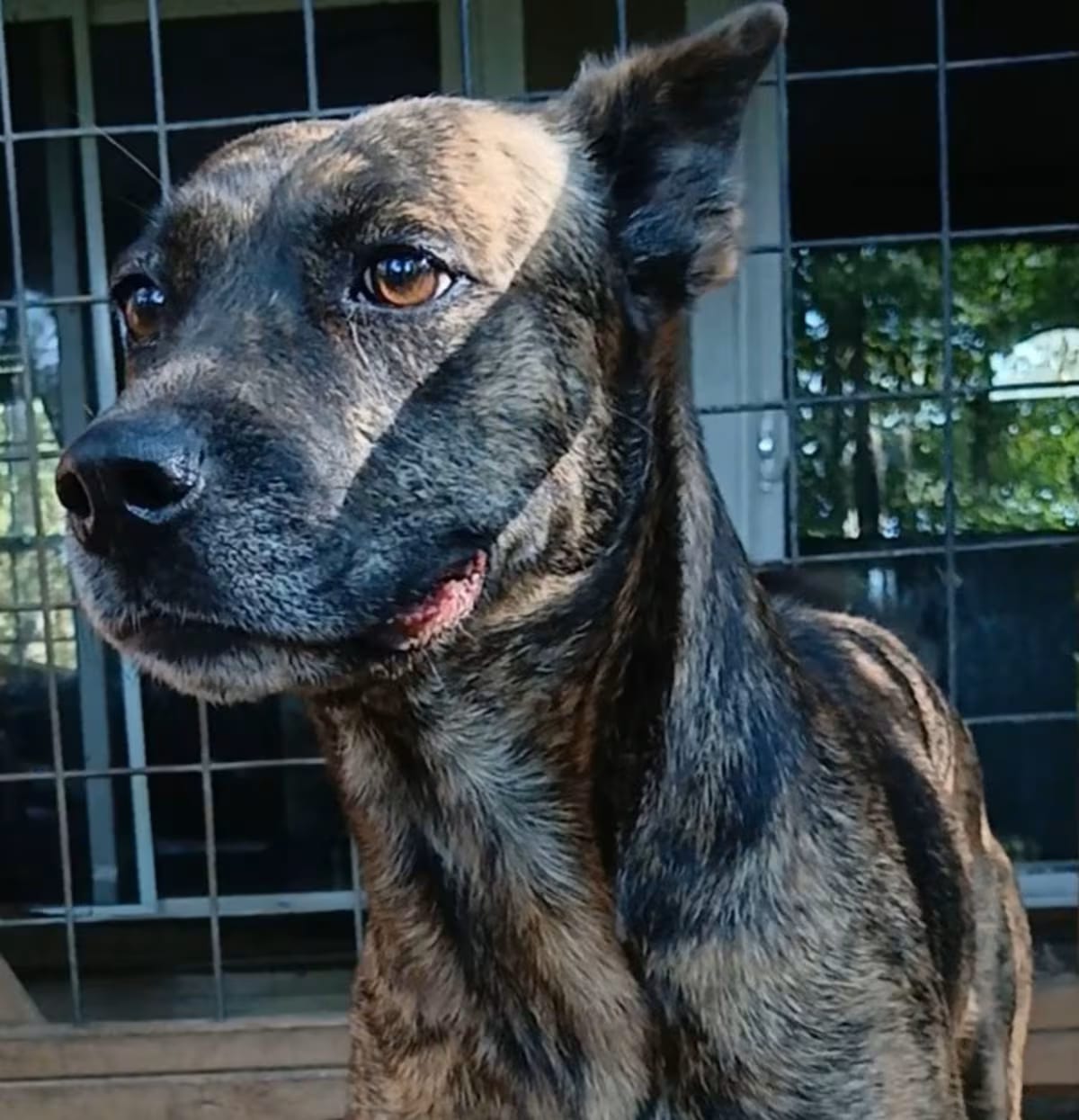 Photo of Swirl, adoptable Mixed Breed (Medium) in Cairo, Georgia