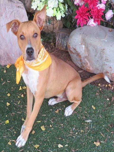 Photo of Jonah, adoptable Pit Bull Terrier in Oklahoma City, Oklahoma