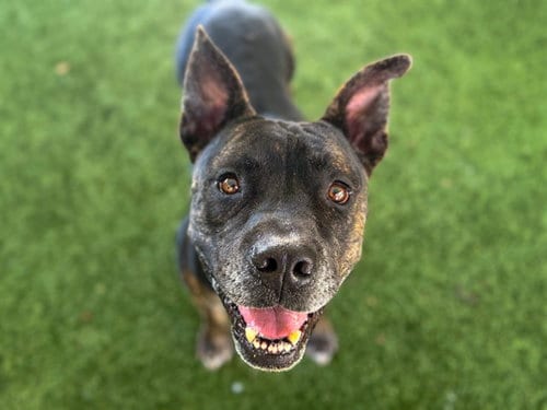 Photo of Quill, adoptable Plott Hound in Tavares, Florida