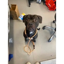 Photo of Shade, adoptable Mixed Breed (Medium) in New Castle, Delaware
