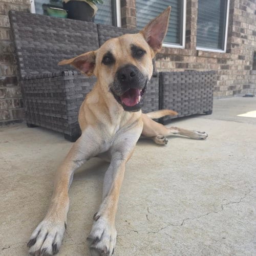Photo of Marley IV (New Digs), adoptable Black Mouth Cur in Dallas, Texas