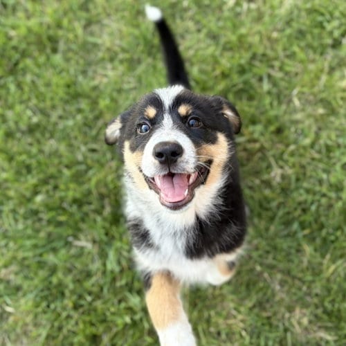 Photo of Gingersnap - No Longer Accepting Applications, adoptable German Shepherd Dog in St. Paul, Minnesota