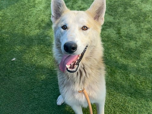 Photo of Moti, adoptable German Shepherd Dog in Orange, California