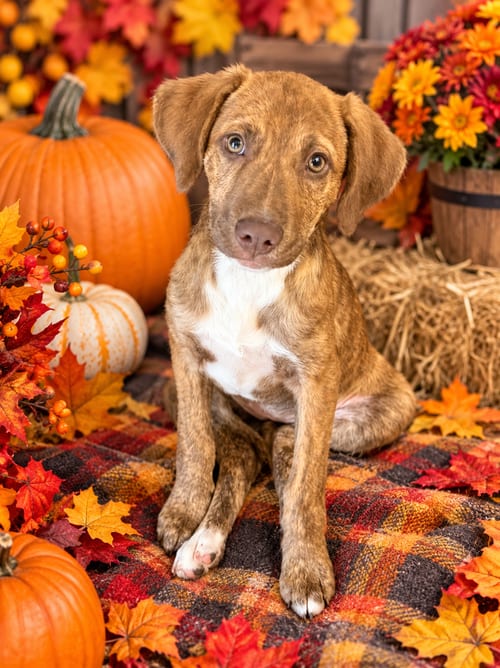 Photo of Roo, adoptable Hound in Hillsboro, Missouri
