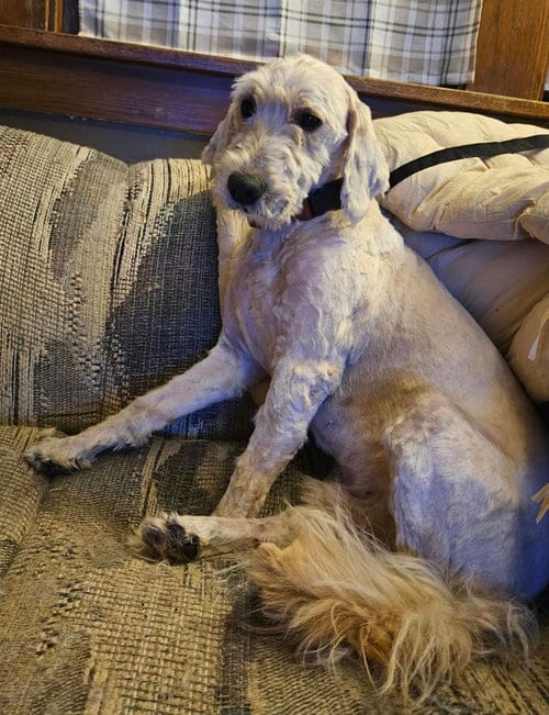 Photo of Romeo, adoptable Golden Retriever in Waterloo, Iowa