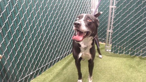 Photo of Storm, adoptable Siberian Husky in Downey, California