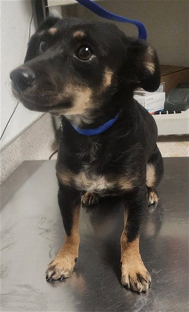 Photo of Chloe, adoptable Chihuahua in Bakersfield, California