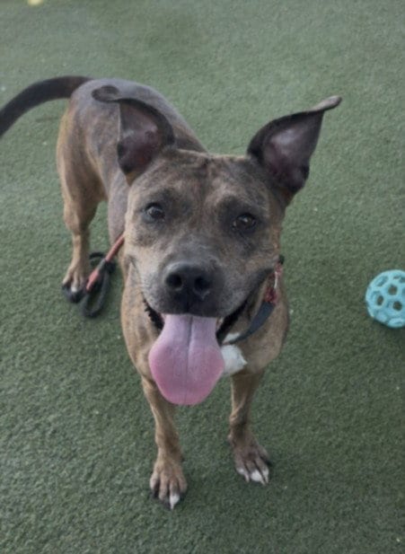 Photo of Butter Scotch, adoptable Pit Bull Terrier in Los Angeles, California