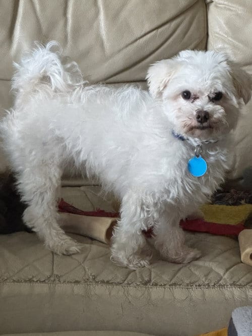 Photo of Petey, adoptable Maltese in St. Louis Park, Minnesota