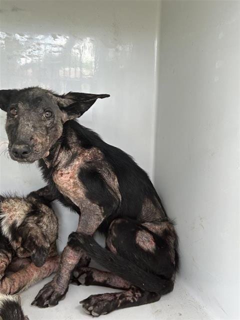 Photo of A663446, adoptable German Shepherd Dog in Houston, Texas