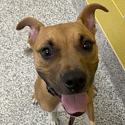 Photo of Prince, adoptable Boxer American Staffordshire Terrier in Golden, Colorado