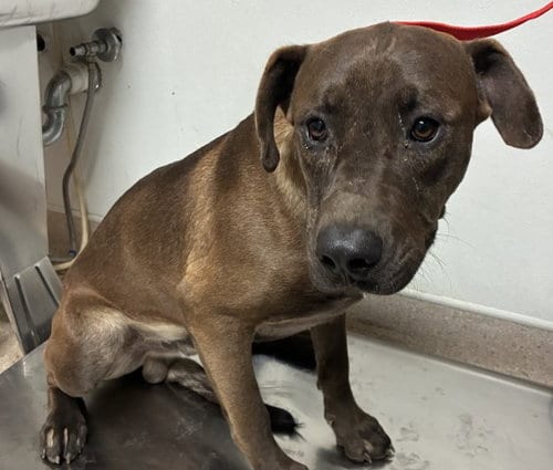 Photo of Brownie, adoptable Pit Bull Terrier in Bakersfield, California