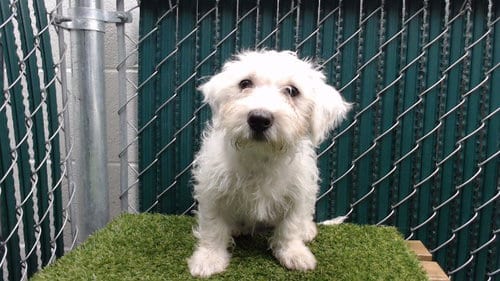 Photo of Nia, adoptable Maltese in Downey, California