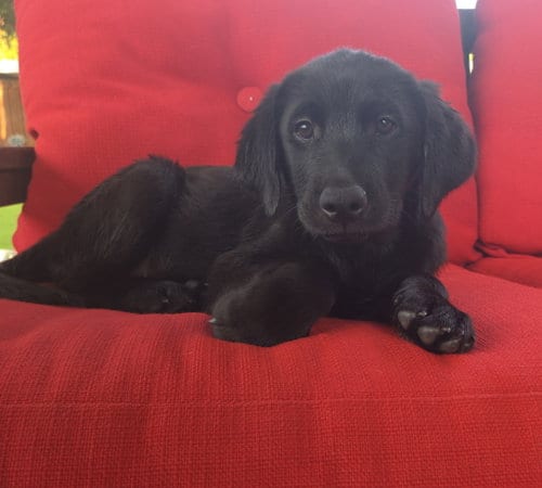 Photo of Puppy 6 - Pink, adoptable Golden Retriever in Denton, Texas