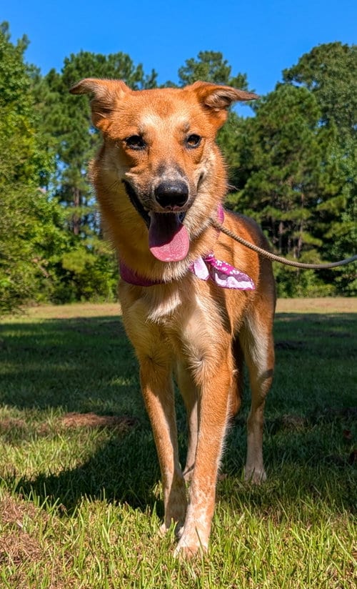 Photo of Butterscotch, adoptable Labrador Retriever in The Woodlands, Texas