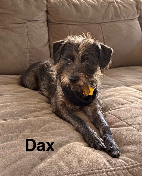 Photo of Dax, adoptable Terrier in Topeka, Kansas