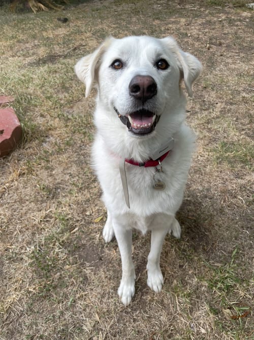 Photo of Howie, adoptable Great Pyrenees in Bellevue, Washington