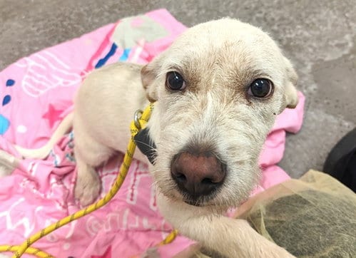 Photo of Tater Tot, adoptable Border Terrier in Phoenix, Arizona