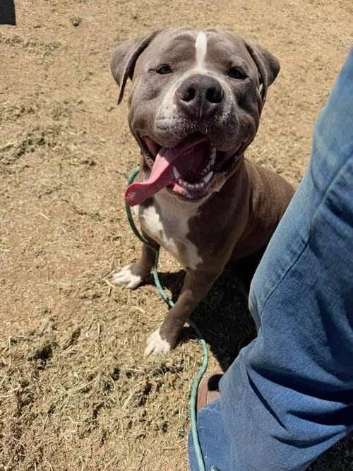 Photo of Augustus, adoptable American Pit Bull Terrier in Yreka, California